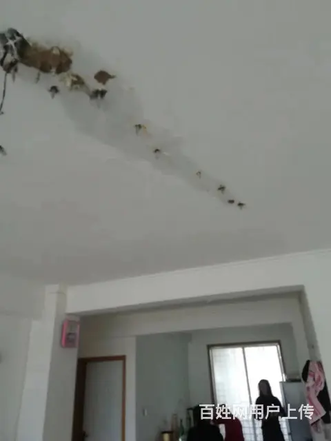 烟台芝罘区阁楼屋面防水补漏-烟台阳光房渗水维修 - 图片 12