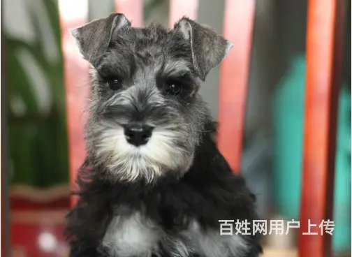 六安好看的雪纳瑞哪里有卖 血统雪纳瑞多少钱一头 - 图片 9