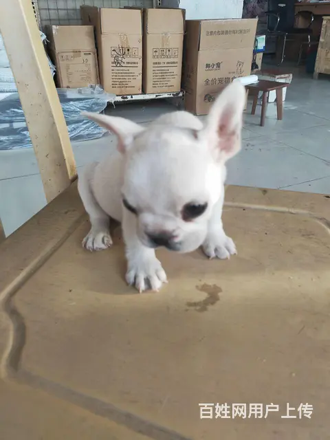出售纯种小母体法牛，三个月 - 图片 3