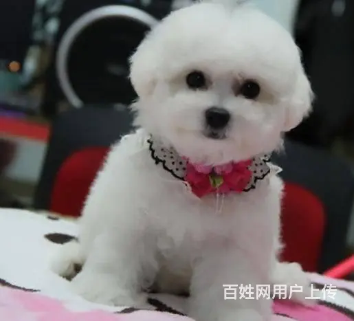 纯种比熊 小体比熊 带证书芯片出售中 - 图片 4