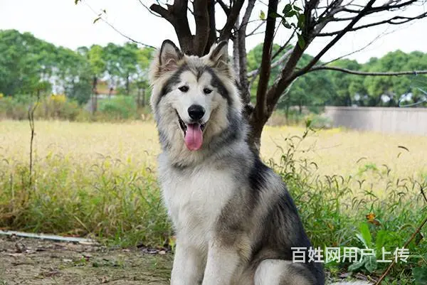 常州宠物寄养一犬一舍 - 图片 5