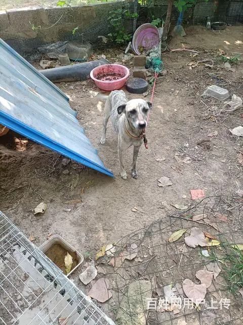 狗肉价 - 图片