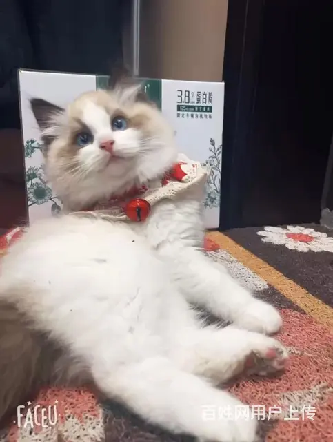 猫狗都可以有 - 图片