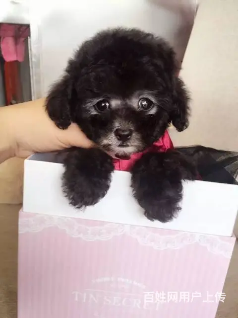 泰迪.泰迪熊.泰迪熊幼犬.棕红色茶杯玩具体泰迪 - 图片 8