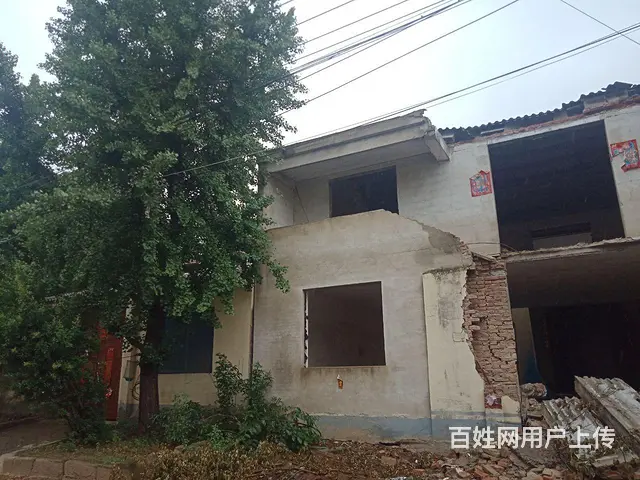 二十二年的夫妻银杏树 - 图片 9