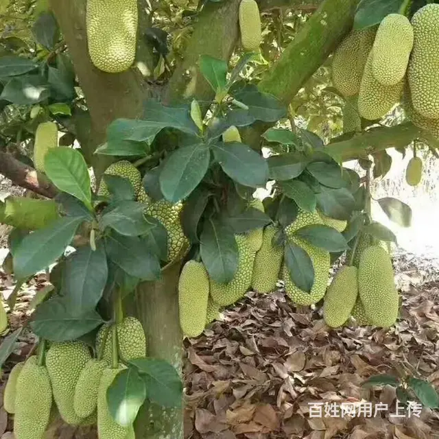 榴莲蜜：海南一种有榴莲味道的菠萝蜜特色水果 - 图片 3