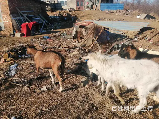 配种山羊出售 - 图片 7