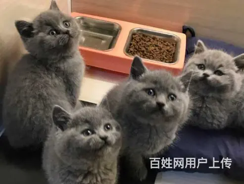 常州自家繁殖英短蓝猫 找新家 健康胖虎 包子脸 - 图片 5