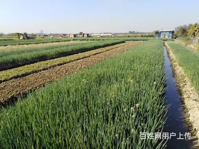 广州食堂食材配送，康来福农产品集团，冷链车保鲜配送 - 图片 2