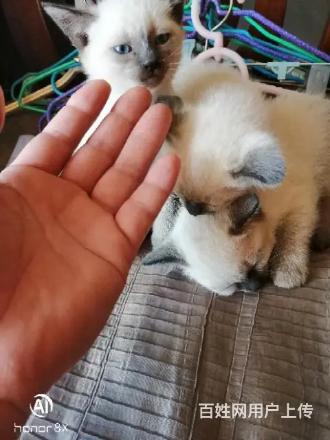 暹罗蓝重点猫 - 图片 3