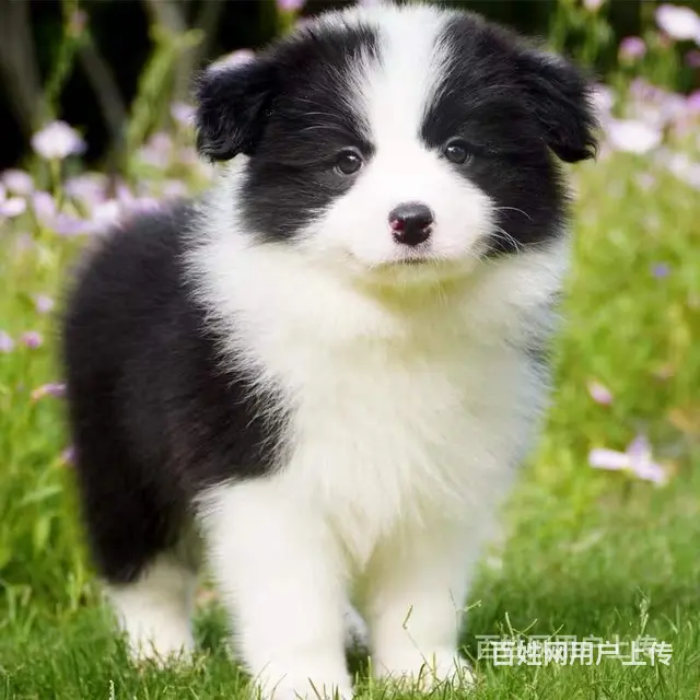 [货到付款犬舍]辽阳有边牧犬卖吗 边牧多少钱图 - 图片 3