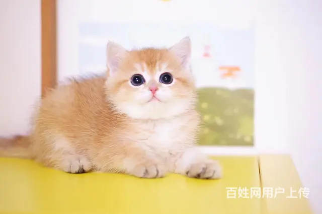 哪里有短毛猫卖的 纯种健康 短毛猫有什么习惯 - 图片 4