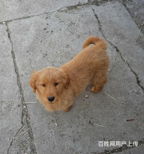 自己家狗下的纯金毛 - 图片 6
