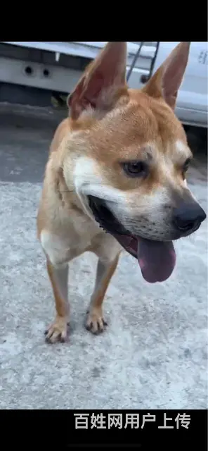 土猎犬 - 图片 5
