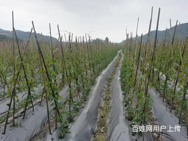 广州食堂生鲜蔬菜配送公司,冷链配送,品类多供应稳定 - 图片 3