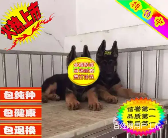 纯种德国牧羊犬赛级德牧锤系德牧 品质保证 - 图片 1