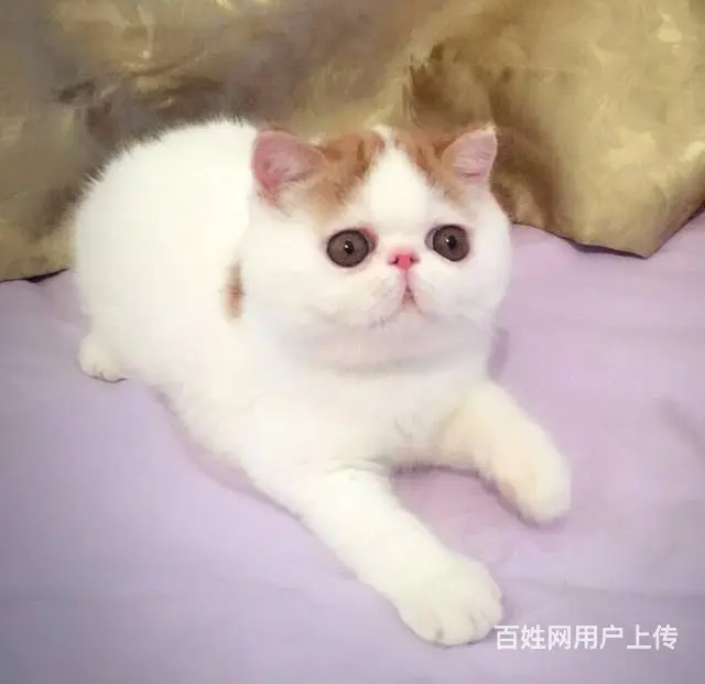 高端加菲猫CFA全国首家支持淘宝平台咸鱼送用品 - 图片 4