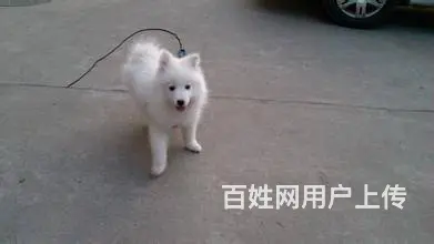 银狐犬 纯种银狐 CKU认证血统 保纯保健康 可签 - 图片 11