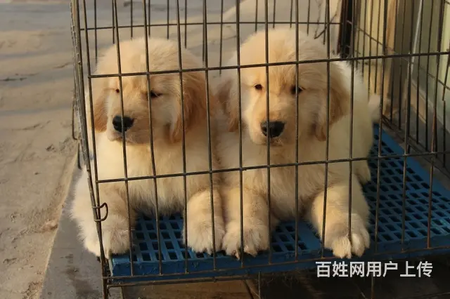 出售纯种长毛美系金毛健康保证 喜欢的可以上门看 - 图片 6