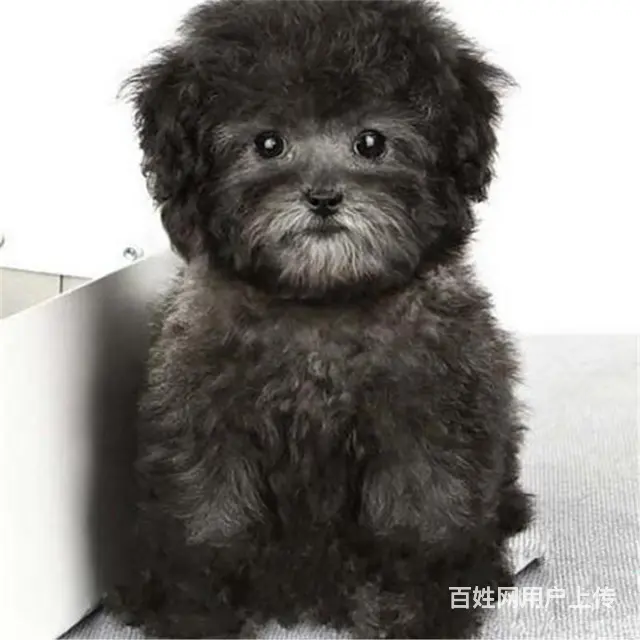 宿迁正规泰迪犬舍地点联系方式 - 图片 3