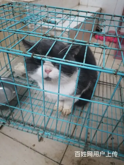 蓝猫，黑白的都有，种公潜质，种母青年期，喜欢繁殖的 - 图片 5