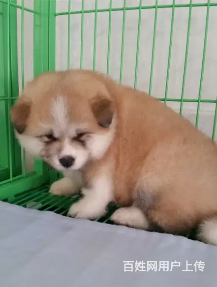 三沙【*推荐】秋田犬舍‖秋田养殖场 - 图片 8
