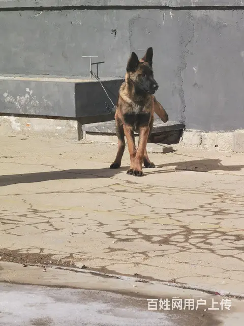纯种马犬 - 图片 1