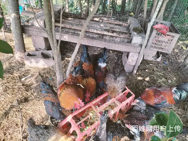 （51旺铺推荐）安宁5亩3个鱼塘转让 - 图片 12