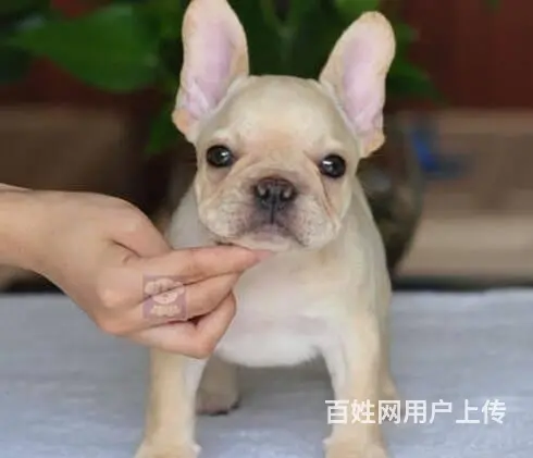 售纯种法国斗牛犬幼犬 法牛犬三针齐全已驱虫 - 图片 4