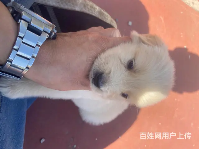 血统金毛 - 图片 10