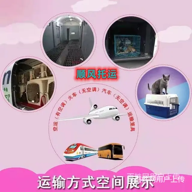 2022/吐鲁番宠物托运（猫狗）邮寄快递（宠物活体运输 - 图片 1