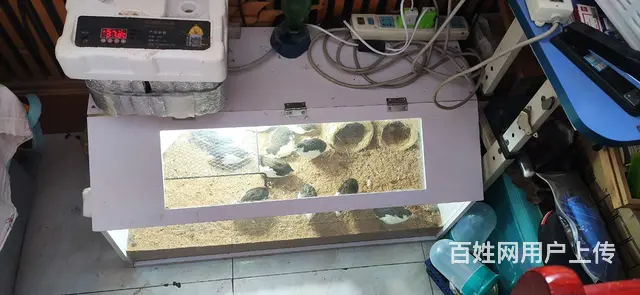 芦丁鸡成鸡小鸡孵化箱饲养箱 - 图片 3
