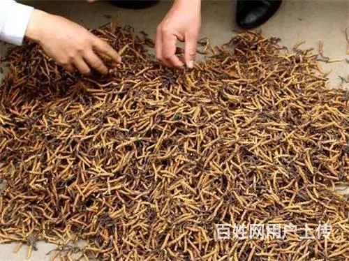 花都回收冬虫夏草价格和冬虫夏草的功效 - 图片 11