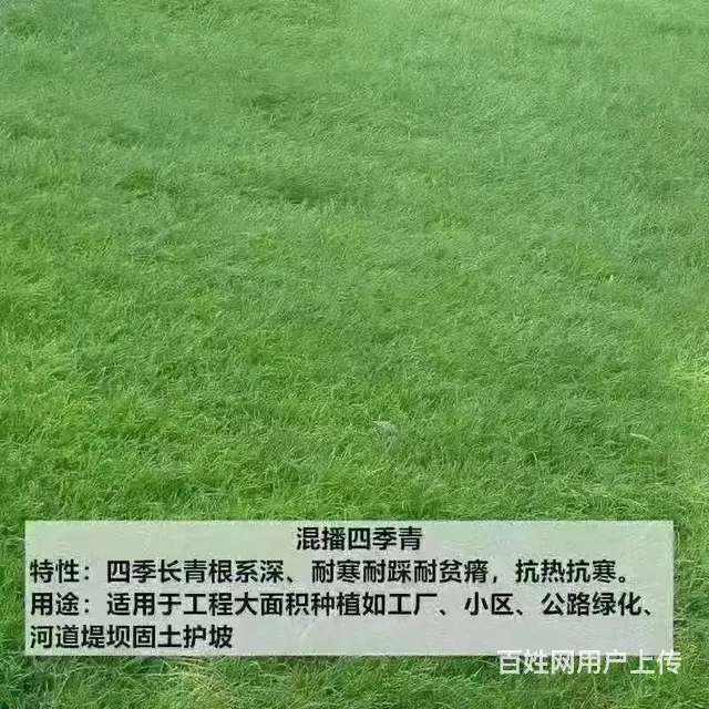 混播四季青草籽发芽温度 - 图片 2
