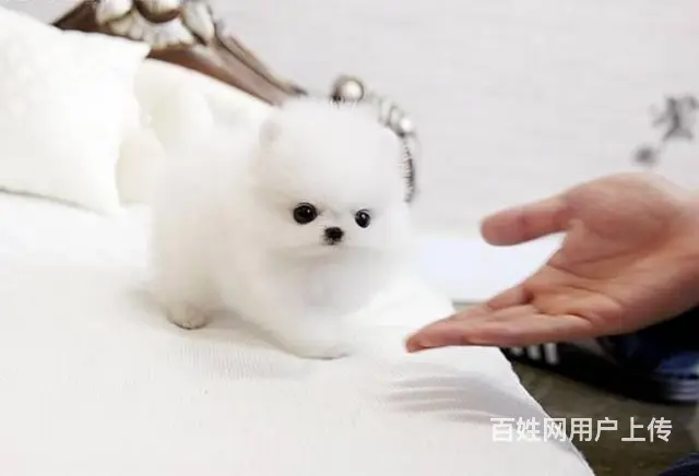 纯种茶杯博美犬出售 北京赛级博美犬价格 - 图片 3