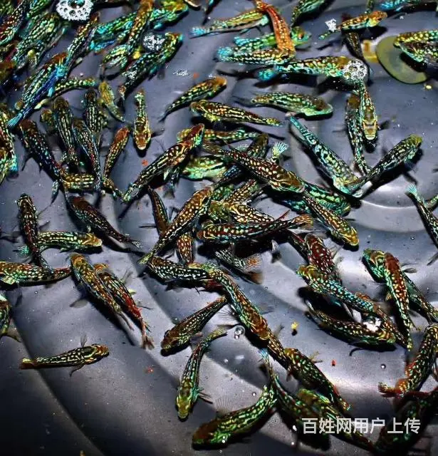 广州哪里有卖罗汉鱼 顺丰包邮包活，泰国一手货源 - 图片 5