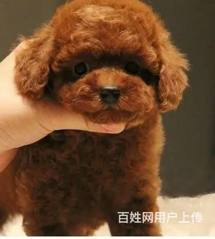 泰迪 纯种健康泰迪犬 卷毛贵宾犬公母全可挑选 - 图片 1
