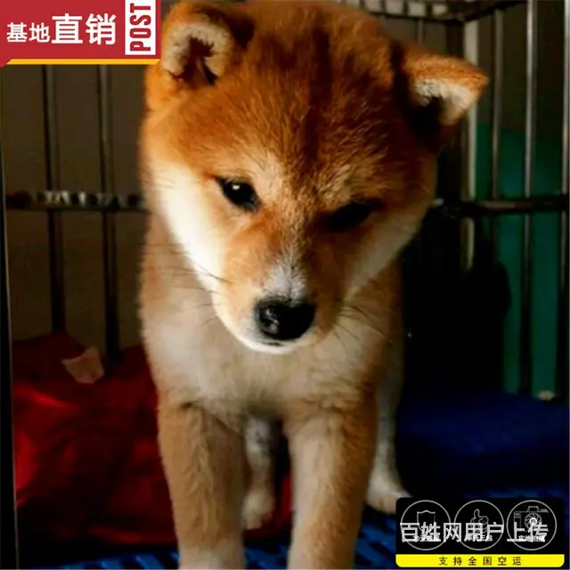 崇左哪里有卖柴犬宠物狗 柴犬宠物店在哪 - 图片 7