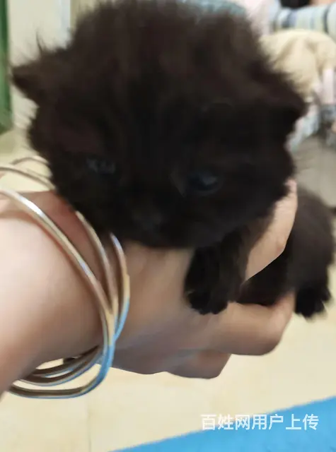 永州自家繁育美短小猫崽身体健康提前预约 - 图片 2