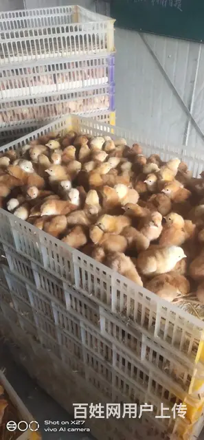 陕西咸阳兴平鸡苗孵化场 - 图片 2