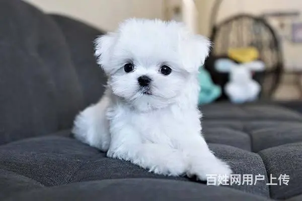 广州马尔济斯犬一只多少钱 实体犬舍 自家繁殖保健康 - 图片 12