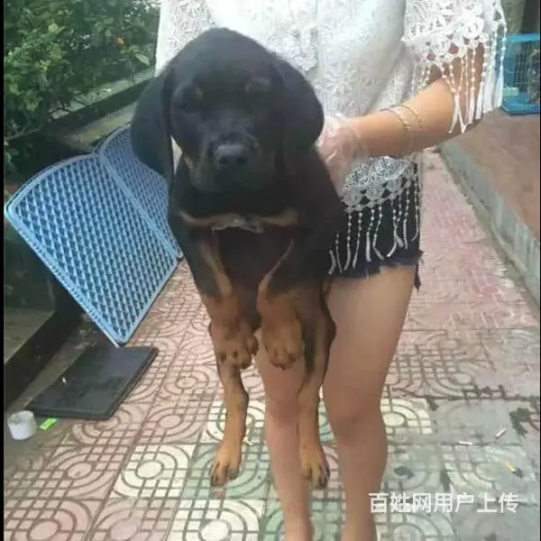 辽阳比较靠谱的卖罗威纳的地方联系方式 - 图片 11