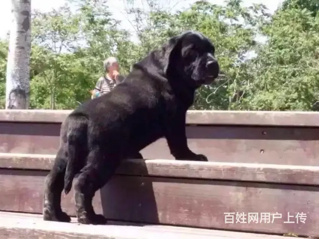 本地犬舍出售拉布拉多幼犬 签协议质保3个月健康 - 图片 3