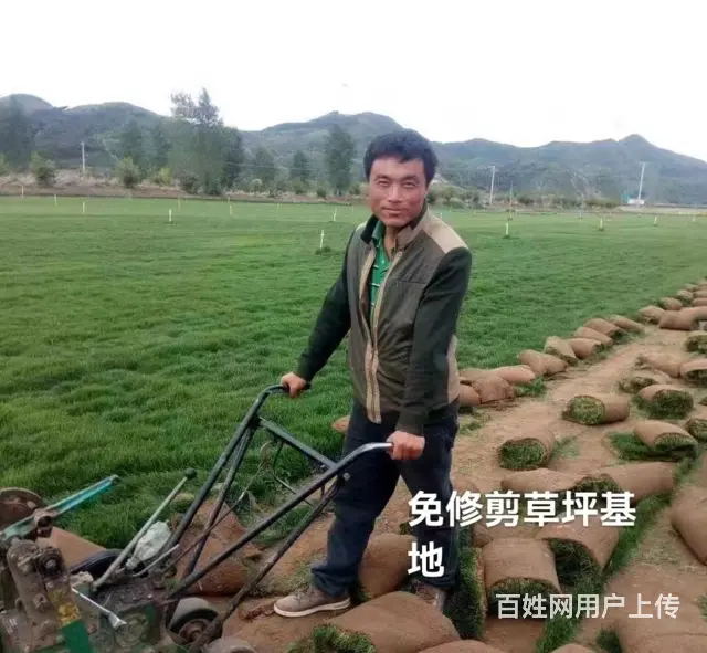 抚顺望花树苗推荐 - 图片 3