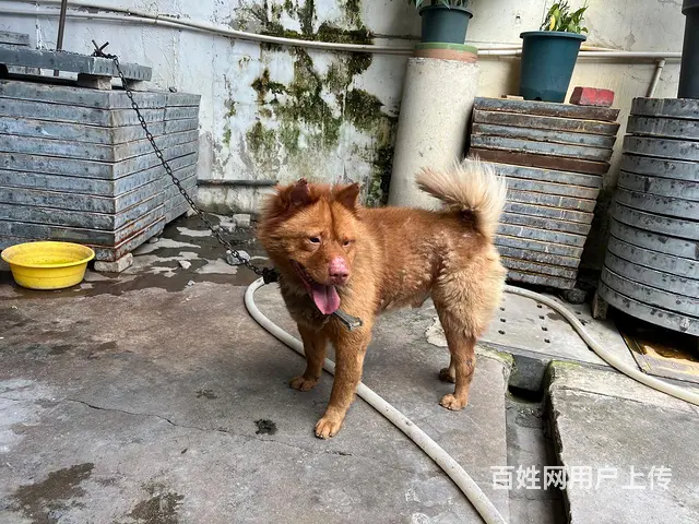 东莞红公狗 - 图片 4