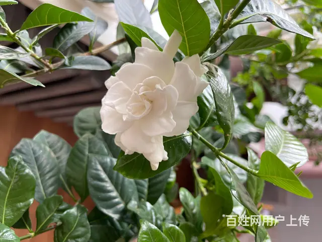 室内可淋浴安静舒适，方便亲戚串门， - 图片 3