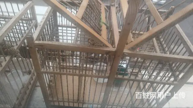 出售繁殖鸟笼打鸟笼子 - 图片 3