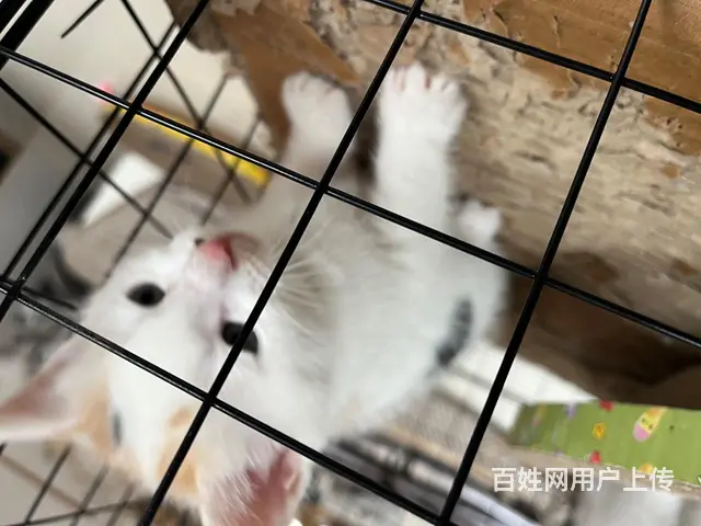 自己家养的.40天的小猫！寻找有爱的主人 - 图片 4