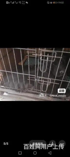 家里没人照顾 - 图片 4