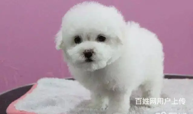 承德比熊多少钱一只 比熊价格 比熊怎么卖 保健康 - 图片 4